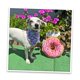 thumbnail image 4 of Juguete Interactivo para Perros Doggijuana Rosquilla Recargable con Zacate Gatera Orgánica Calmante, 4 of 10