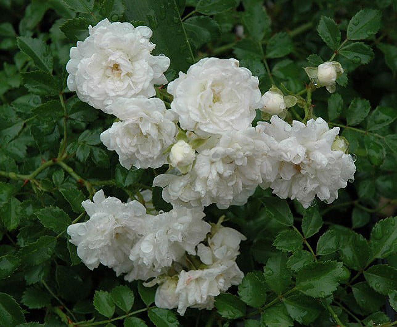 White Drift Groundcover Rose - Fragrant Live Plant - 1 QT Size