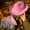 Pink, variant on Cowboy For Women Cowboy Hat Pink Cowboy One Size