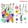 thumbnail image 3 of 24PCS Pressed Flower Mixed Dried Flowers DIY Art Floral Decors Collection Gift, 3 of 7