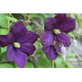 thumbnail image 4 of Clematis Polish Spirit - 5 Live Plants in 4 Inch Growers Pots - Clematis 'Polish Spirit' - Starter Plants Ready for The Garden - Beautiful Purple Flowering Vine, 4 of 5