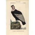 thumbnail image 2 of Andean Condor, Vultur Gryphus, Near Threatened Poster Print By ® Florilegius Mary Evans (24 X 36), 2 of 4