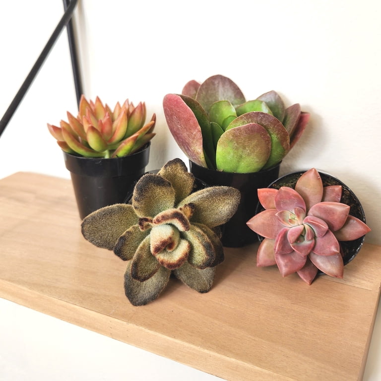 Altman Plants Assorted Succulents Desert Fire Collection 2.5 4 Pack