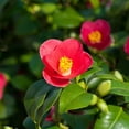 thumbnail image 6 of Camellia Yuletide Live Shrub – 2 Gallon, 6 of 8