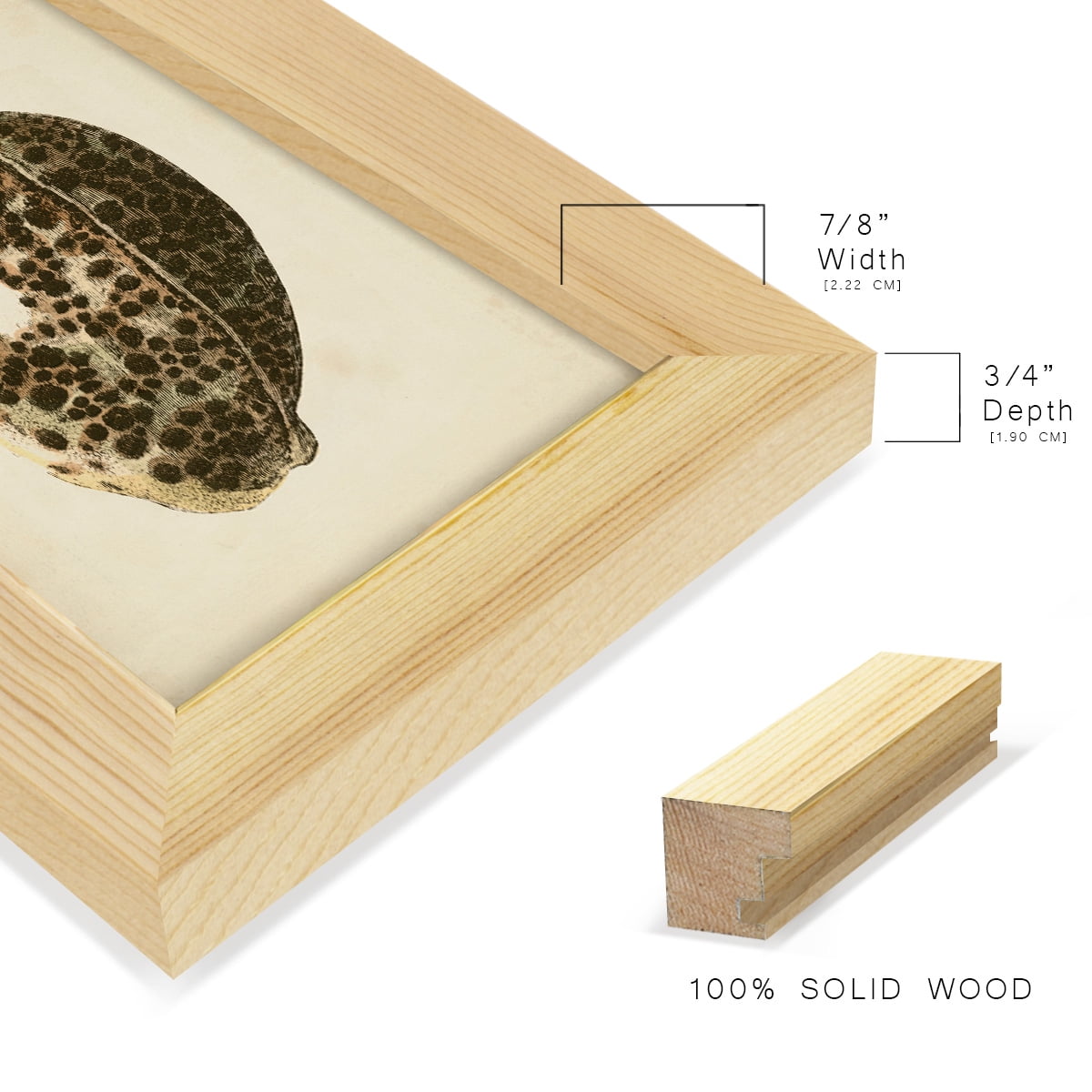 Sealife Collection III - Framed Print w/glass - Natural Wood