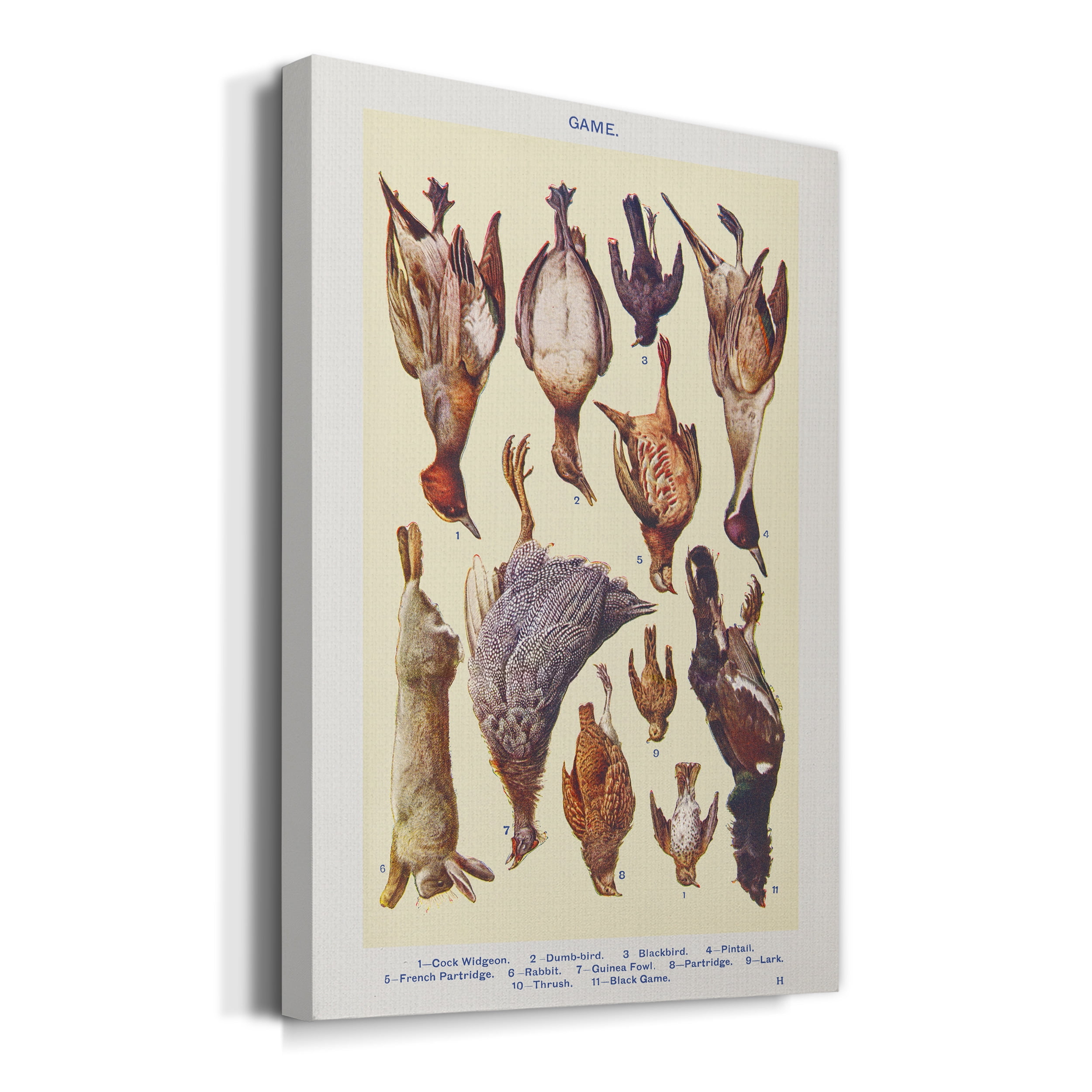 Game II Cock Widgeon, Dumb–bird, Blackbird, Pintail, French Partridge, Rabbit, Guinea Fowl, Partridge, Lark, Thrush, and Black Game Premium Gallery Wrapped Canvas - Ready to Hang - 8 x 12