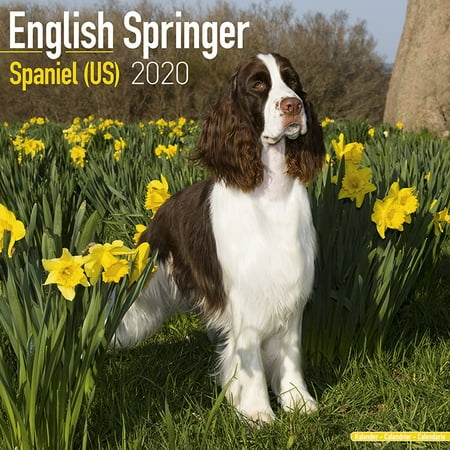 English Springer Spaniel Calendar 2020 English Springer Spaniel Calendar 2020