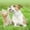 White, variant on Adjustable Nylon Pet Training Collar with Durable Metal Chain for Dogs and Cats Comfortable Secure Leash Walking Control