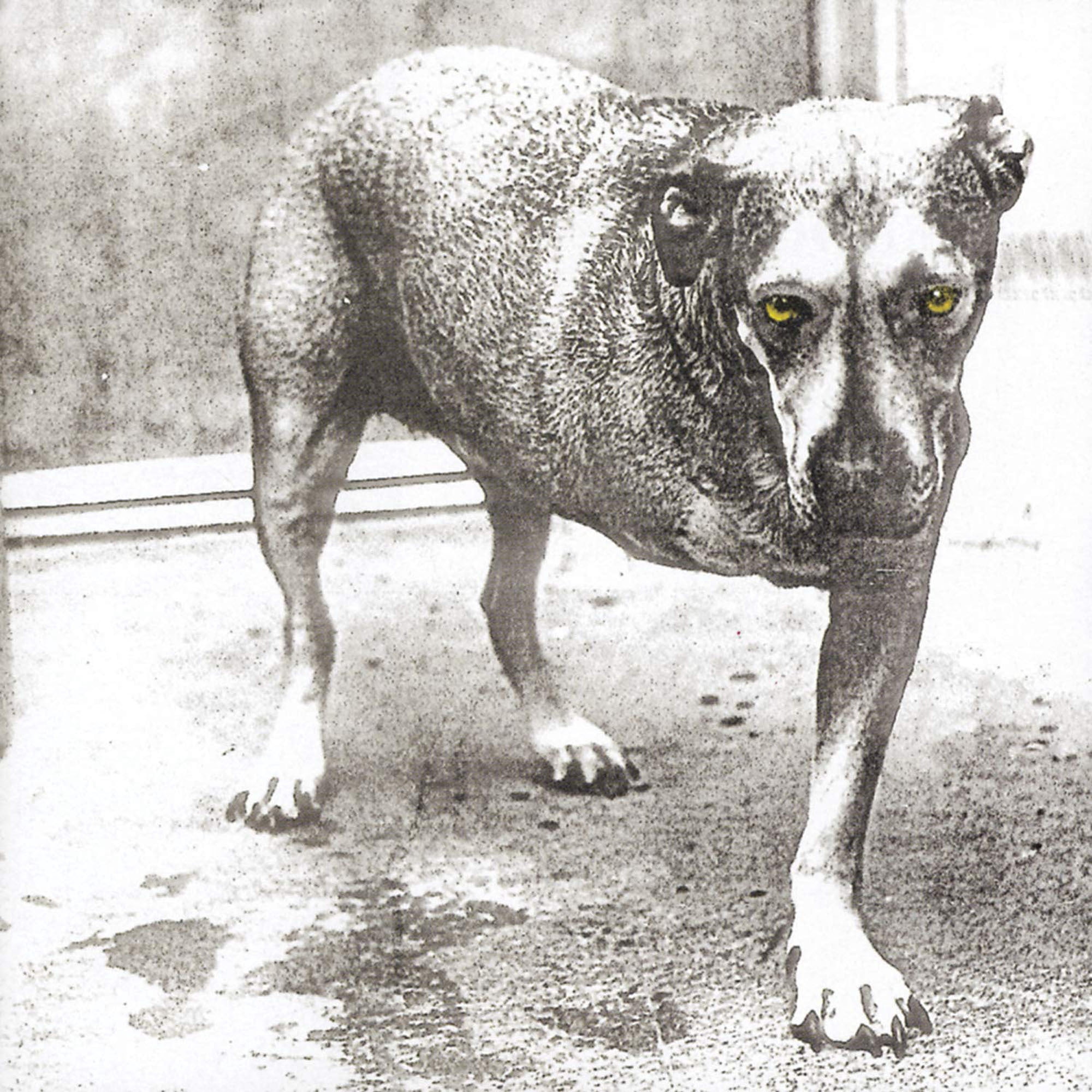 Alice in Chains - Alice In Chains - Music & Performance - Vinyl