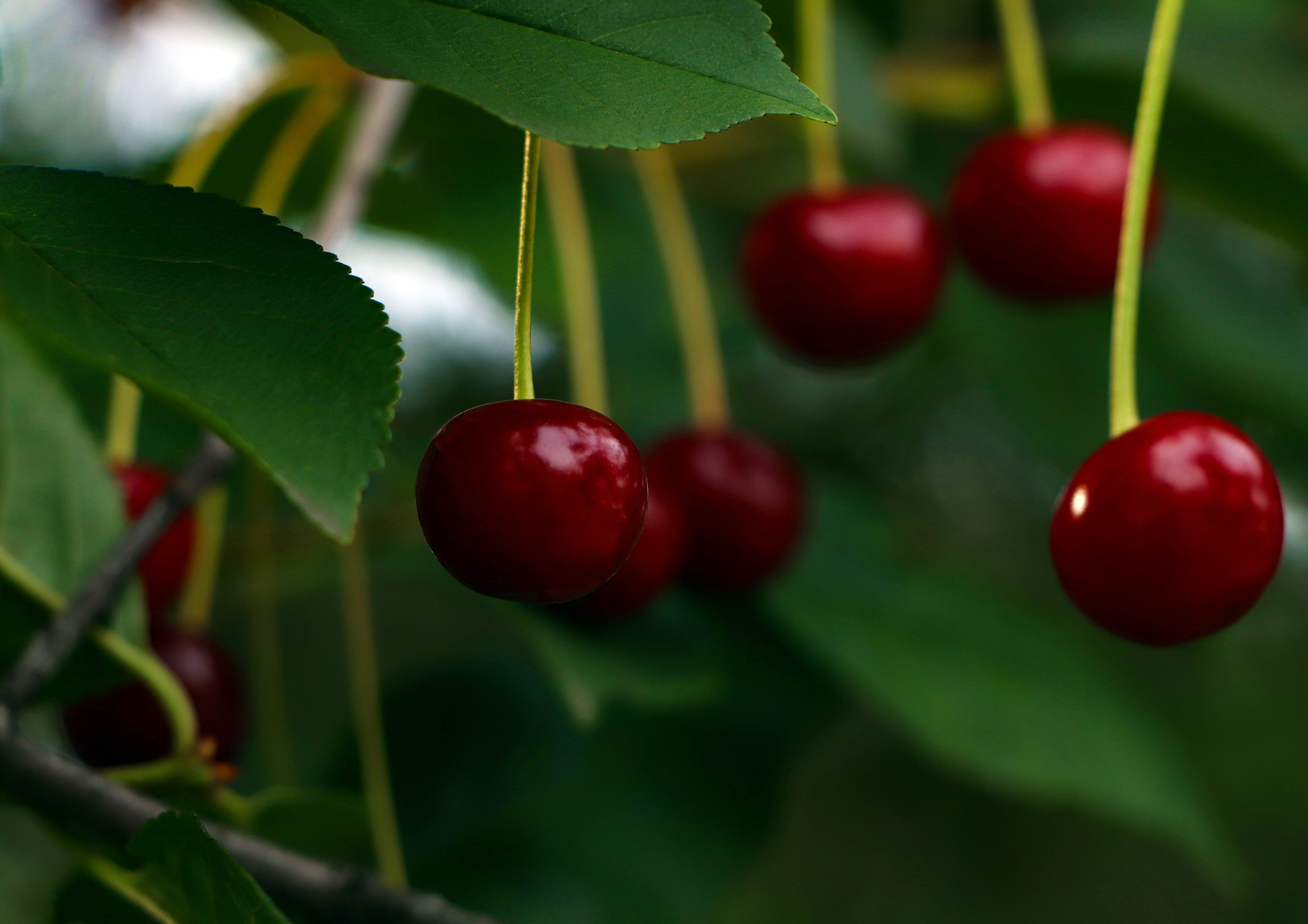 Sun-Dried Dark Sweet Cherries, 8 Pounds - Raw, Vegan - by Food to Live