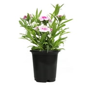 Altman Plants 17" Pink Dianthus Live Plants Pot (4 Pack)