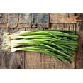 Bunching Green Onions Scallions DHF10 250+ Seeds for Planting Vegetable