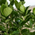 thumbnail image 6 of Expert Gardener August Beauty Gardenia (2.5 Gallon) White Blooming Evergreen Shrub - Full Sun Live Outdoor Plant, 6 of 6