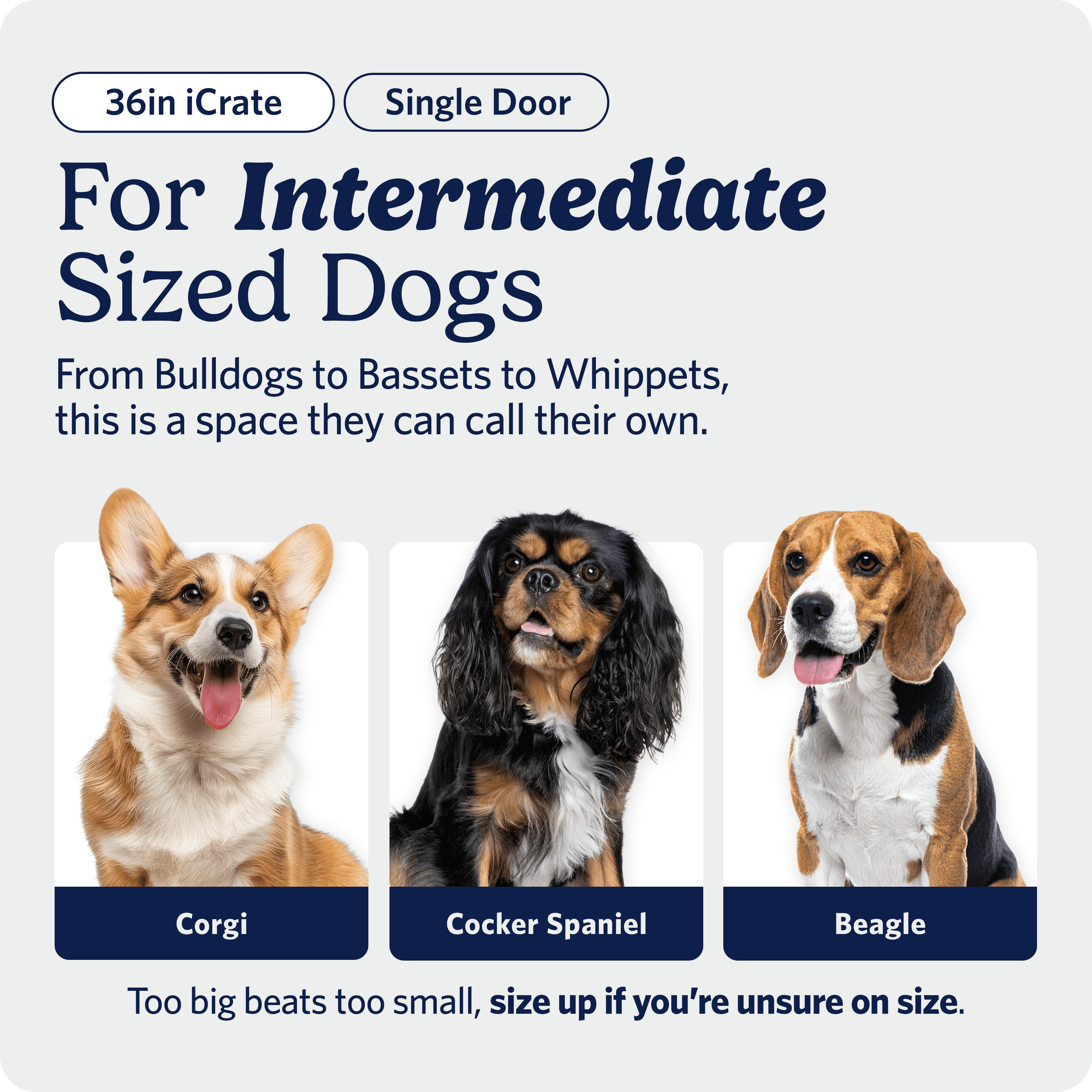 MidWest Homes for Pets 36-nch iCrate Folding Dog Crate with Divider Panel, Leak-Proof Tray & Secure Latches – Metal Wire Kennel for Medium Large Breeds – Portable, Durable & Easy to Assemble
