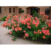 Expert Gardener 2g Kordes Rose