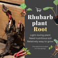 thumbnail image 2 of 5 Rhubarb Bare Roots for Planting, Hardy Perennial Vegetable Plants, Outdoor Garden Rhubarb, 2 of 6