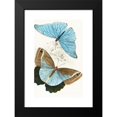 thumbnail image 2 of James Duncan 16x24 Black Modern Framed Museum Art Print Titled - Morpho Adonis, Pavonia Teucer (1858), 2 of 5