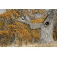 thumbnail image 2 of Paulson, Don 32x23 Black Ornate Wood Framed with Double Matting Museum Art Print Titled - Oregon, Mosier Old oak tree with large knot hole, 2 of 4