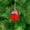 Red, variant on Jingle Bells with Snowflake Cutout 1.96 Inch/ 49 mm Christmas Tree Craft Bell Decoration Bulk Metal Bells for Various Festive Party Decorations