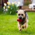 thumbnail image 3 of Juguete Clásico KONG Rojo Paquete de 2 para Perro Mediano, 3 of 3