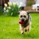 thumbnail image 3 of Juguete Clásico KONG Rojo Paquete de 2 para Perro Mediano, 3 of 3