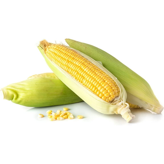 Kandy Korn Hybrid Corn Garden Seeds - 1 Lb - Non-GMO Vegetable Gardening Seeds - Yellow Sweet (SE) Corn Seed & Micro Shoots 1 Lb Pouch