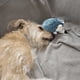 thumbnail image 5 of Juguete Para Perros Con Sonido Duradero, Resistente a Las Mordeduras, Interactivo, Divertido Para Mascotas En Interiores Y Exteriores, 5 of 7