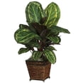 thumbnail image 1 of Maranta with Basket Silk Plant, 1 of 1