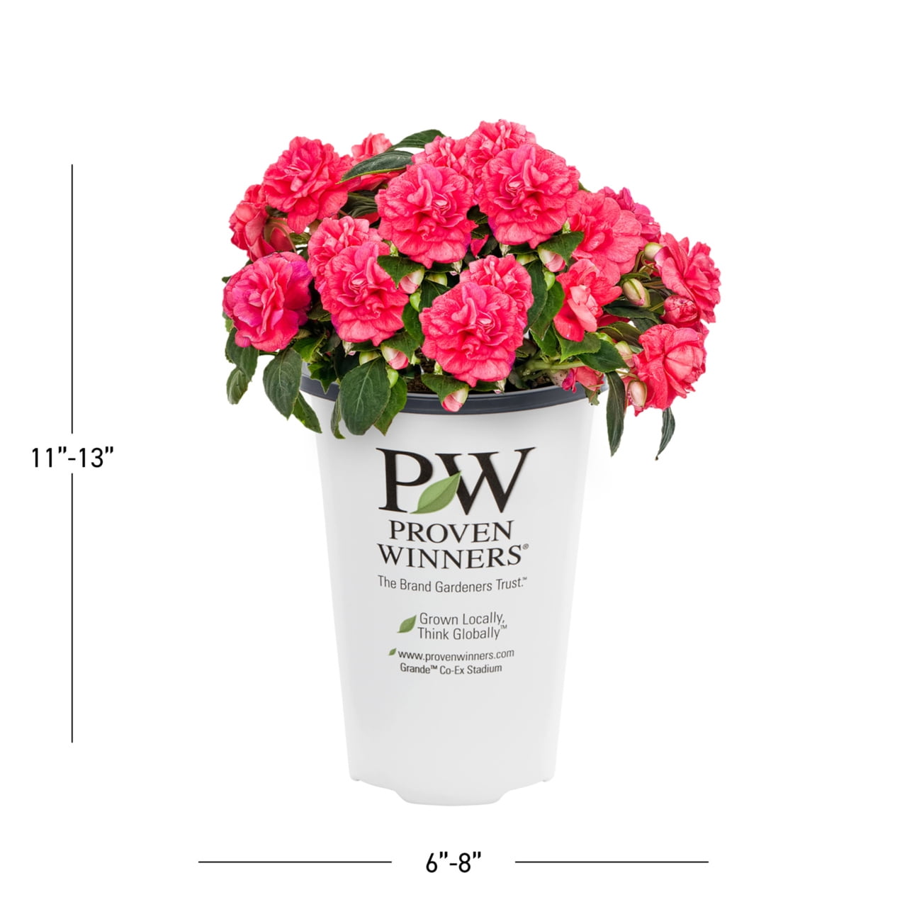 Proven Winners 1.5PT Pink Double Impatiens Live Annual Plant Shade 5-Pack