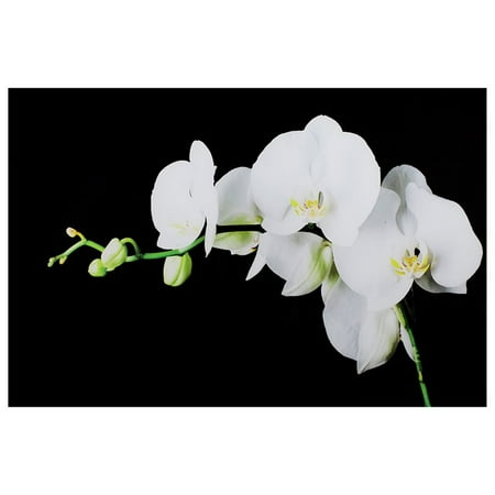 Yosemite Botanical Sophistication Glass Photographic Print