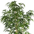 thumbnail image 2 of Vintage Home Artificial Faux Real Touch 5.83 Feet Tall Bamboo Tree With Natural Poles and Fiberstone Planter, 2 of 5