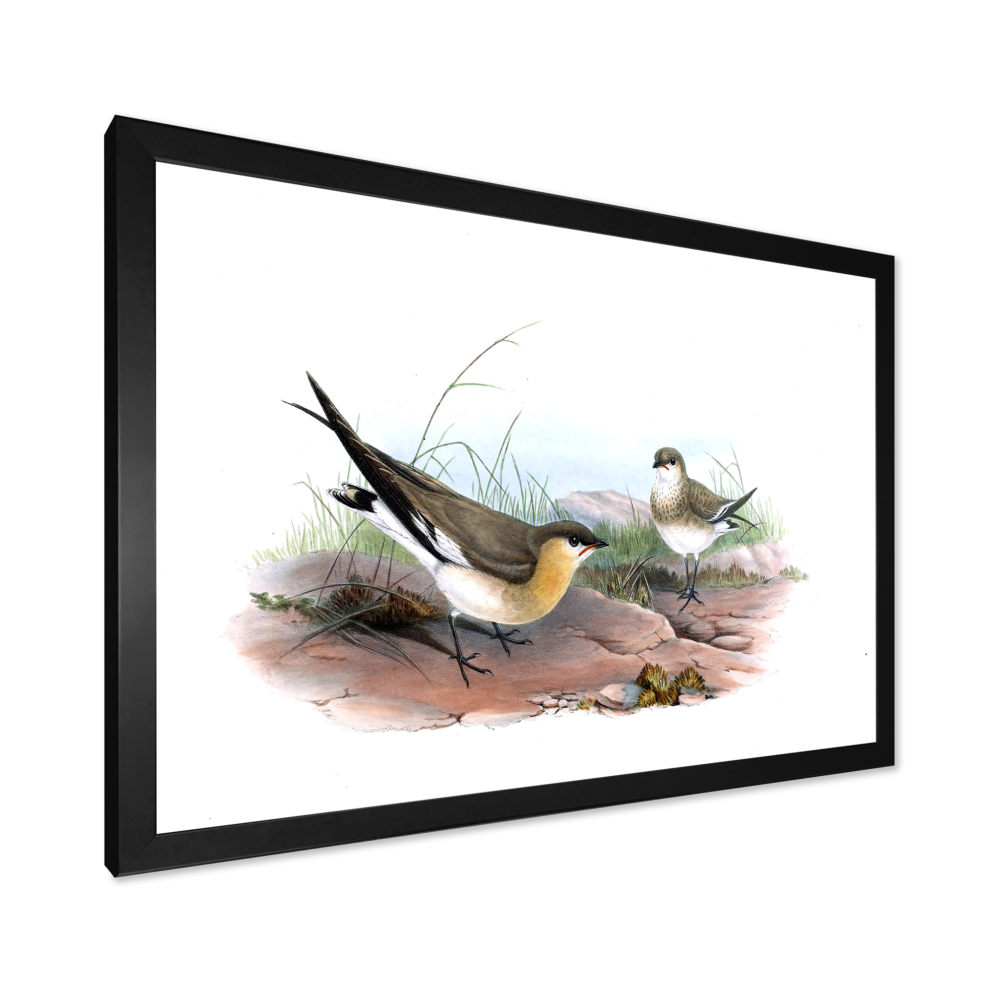 Designart 'Ancient Bird Illustration II' Farmhouse Framed Art Print