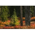 thumbnail image 2 of Jones, Adam 24x17 White Modern Wood Framed Museum Art Print Titled - Blueberry leaves in autumn red coloration-Yellowstone National Park-Wyoming, 2 of 4