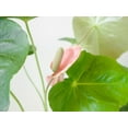 thumbnail image 2 of Pink Flower Anthurium - 3 Live Starter Plants in 2 Inch Pots - Anthurium Oaxaca - Elegant Low Maintenance Air Purifying Indoor Houseplant, 2 of 5