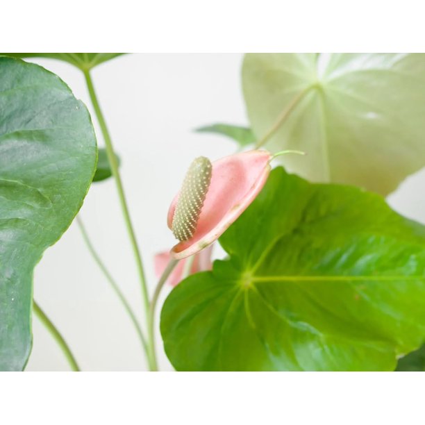 Pink Flower Anthurium - 3 Live Starter Plants in 2 Inch Pots - Anthurium  Oaxaca - Elegant Low Maintenance Air Purifying Indoor Houseplant - Walmart  Business Supplies