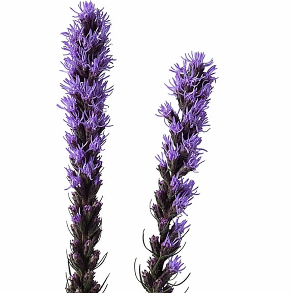 Z-Scape Liatris Flower Garden Seeds - 1000 Seeds - Perennial Wildflower Gardening Seed - Liatris spicata