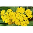 thumbnail image 4 of 250 GOLD Golden Yellow YARROW Achillea Millefolium Flower Seeds, 4 of 5