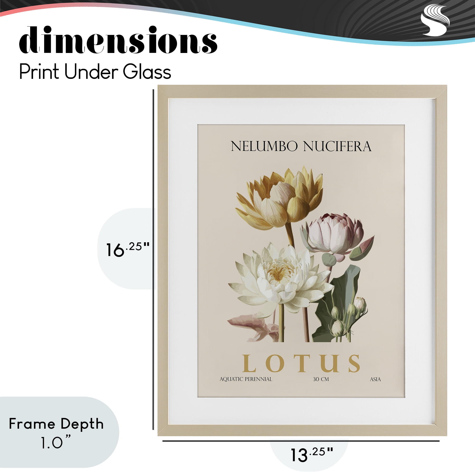 Stupell Industries Natural Lotus Bundle Birch Framed Print Under Glass, design by Christopher Giampietro