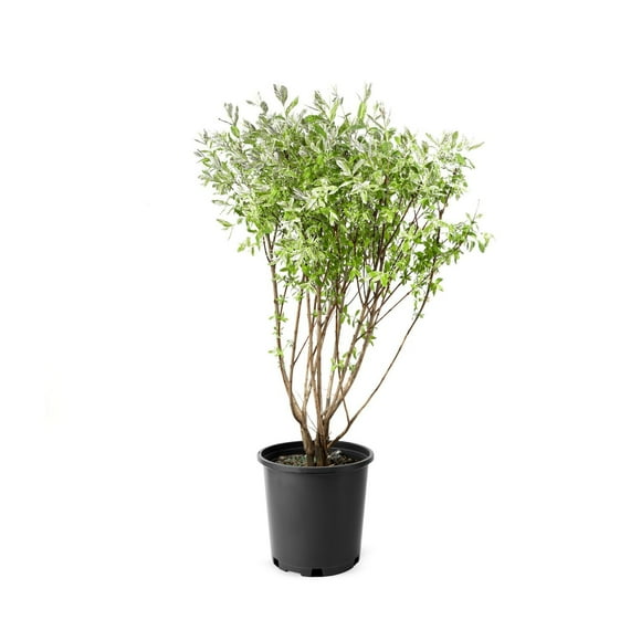 2 Gallon (7.5L) Dappled Willow (Salix) Shrub
