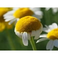 thumbnail image 2 of Bonin, Suzanne 14x12 White Modern Wood Framed Museum Art Print Titled - Chamomile, 2 of 4
