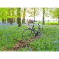 thumbnail image 2 of Frank, Assaf 14x12 White Modern Wood Framed Museum Art Print Titled - Bicycle in spring forest with bunch of flowers, 2 of 4