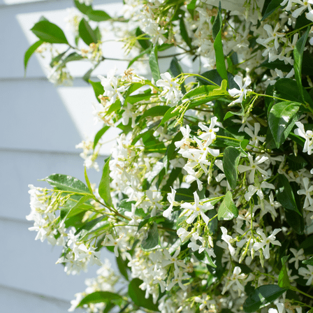 Set 2 Night Blooming Jasmine Live Plant, Fragrant White Flowers for Outdoor Garden, Cestrum Nocturnum Jessamine Shrub for Zones 8 to 11