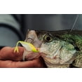 thumbnail image 4 of 6th Sense – Clobber Minnow – Soft Plastic Bait, Thick Profile Finesse Minnow (12/pk), 4 of 5