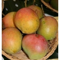 Bombay Mango TREE GRAFTED (2-4 Feet Tall). Ship to all states