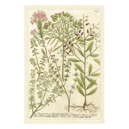 Johanns Garden - Weinmann's Garden I Print Wall Art By Johann Wilhelm Weinmann