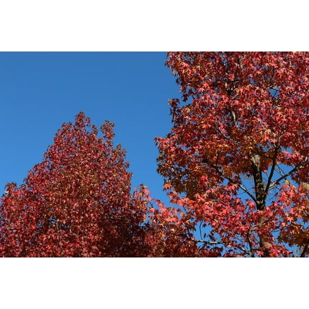 - Framed Art For Your Wall Maple Red Tree Fine Weather Natural Blue Sky 10x13 Frame
