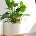 thumbnail image 4 of Bird Self Watering Spikes, Clear Bird Bulb with Spike Automatic Watering Spikes, Plant Watering Device for Houseplants Outdoor Potted Plants,6.7" x 2.6", Blue., 4 of 6