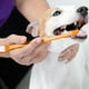 thumbnail image 3 of Cepillo de dientes para perros Kit de cepillado para cachorros Perros Mascotas Pasta de dientes para gatos Cepillo pequeño Cepillos de lavado, 3 of 3