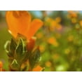 thumbnail image 2 of Popcorn 14x12 White Modern Wood Framed Museum Art Print Titled - Color Mood IV: Globe Mallow, 2 of 4