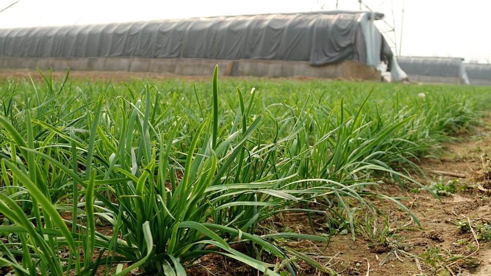 Tips for a great onion harvest! Take note ! In order not to suffer every year wi